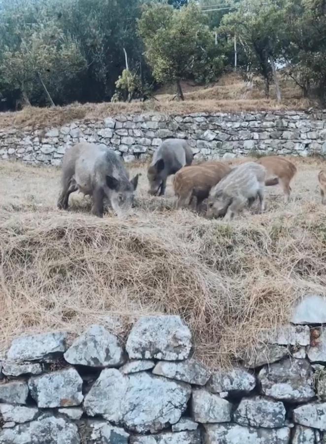 Locanda Agrogallo Carro Zewnętrze zdjęcie